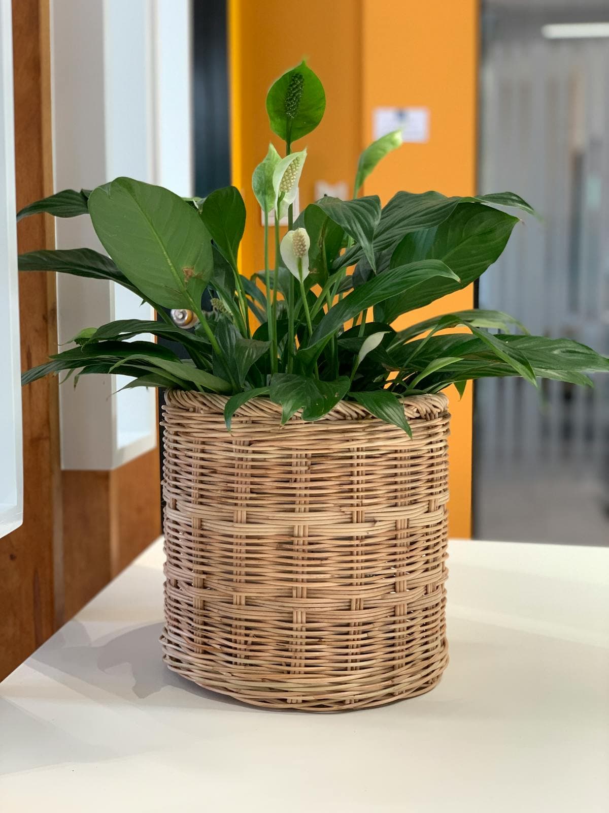 Planter Basket dengan Inner Liner