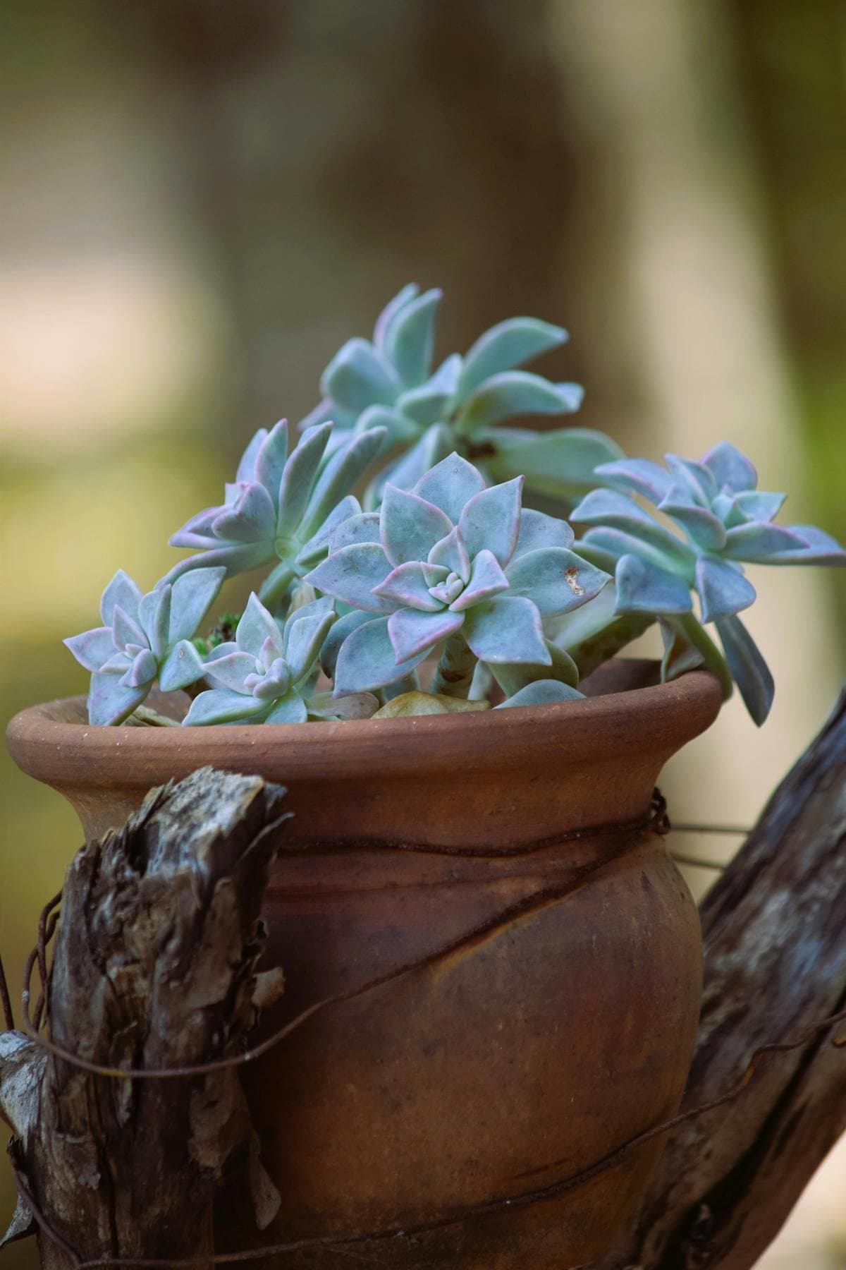 Aloe Vera Mini
