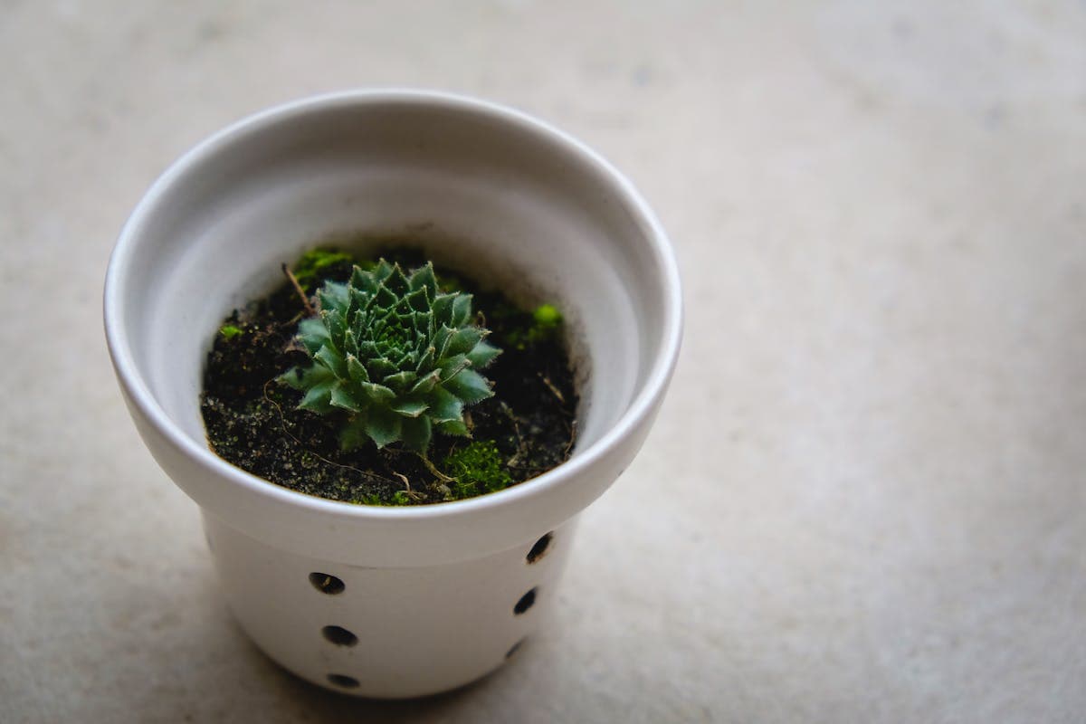 Echeveria Blue Bird