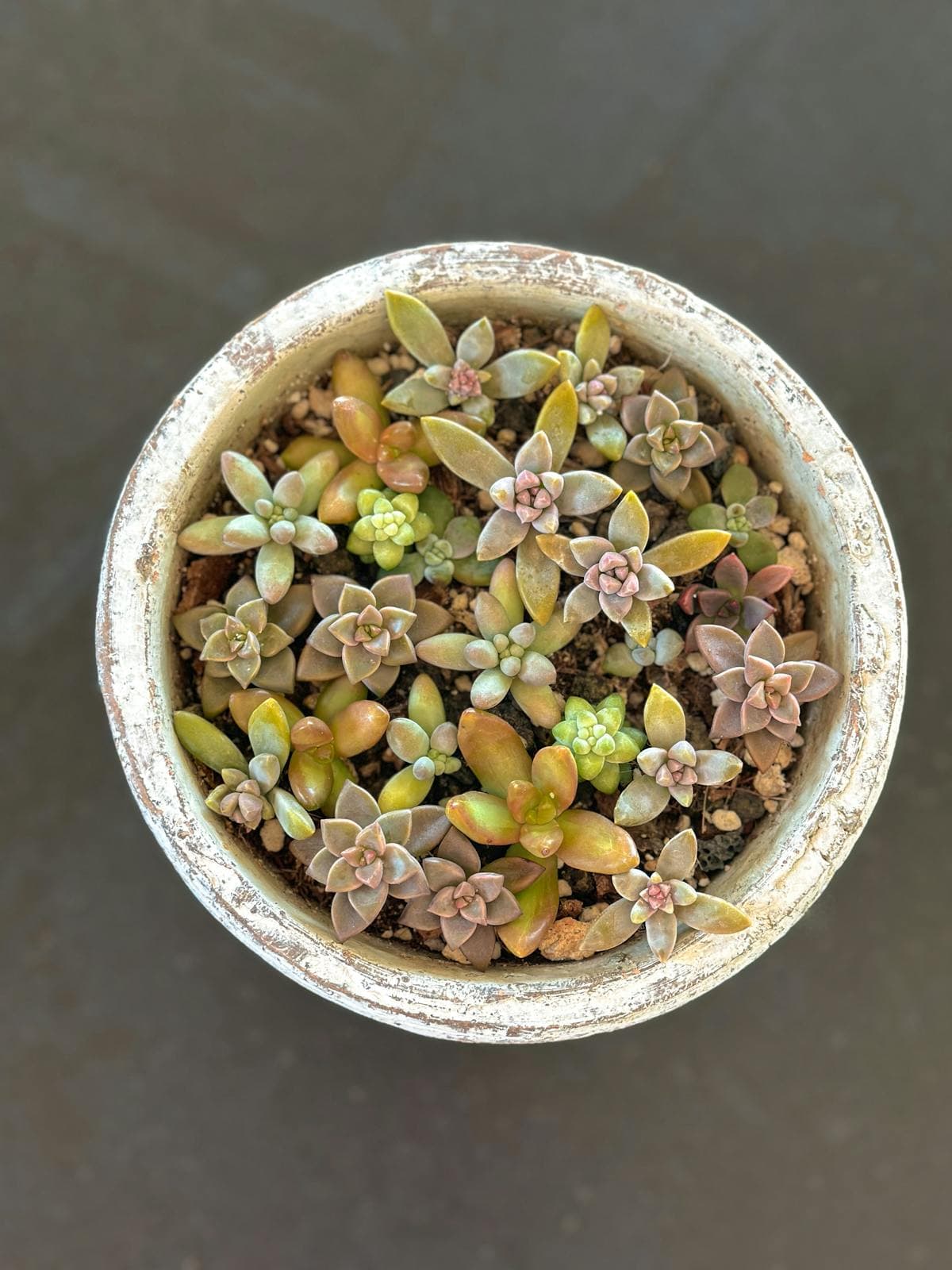 Jade Plant (Crassula)
