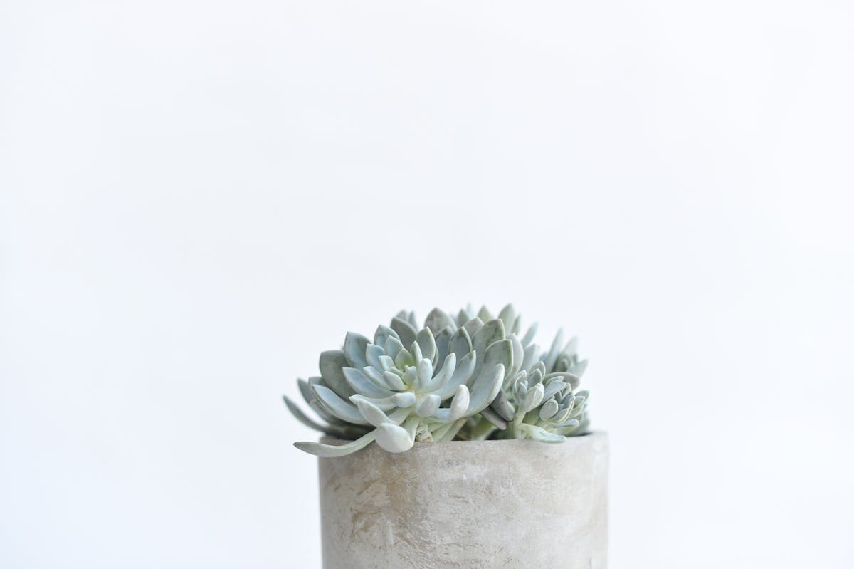 Pot Beton Mini Minimalis