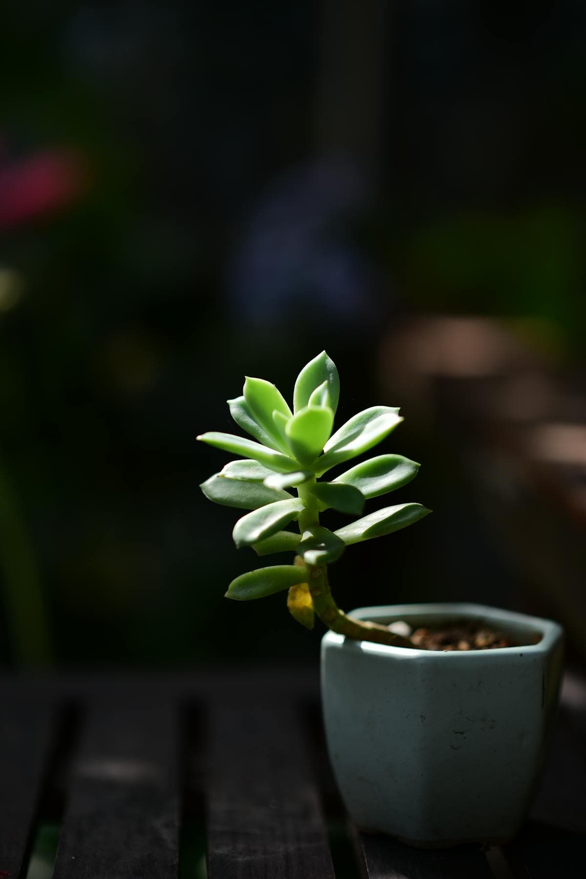 Pot Keramik Putih (Diameter 8cm)