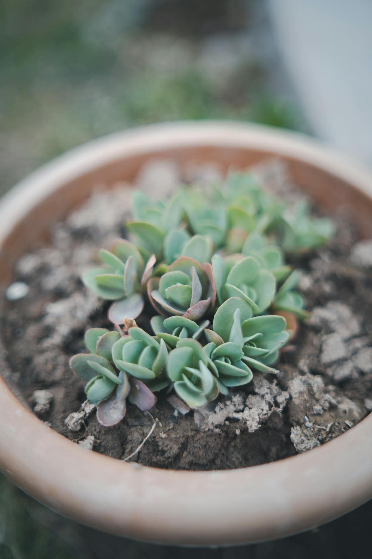 Sansevieria Mini (Lidah Mertua)